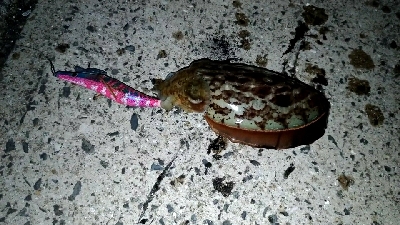 元旦初釣りエギング